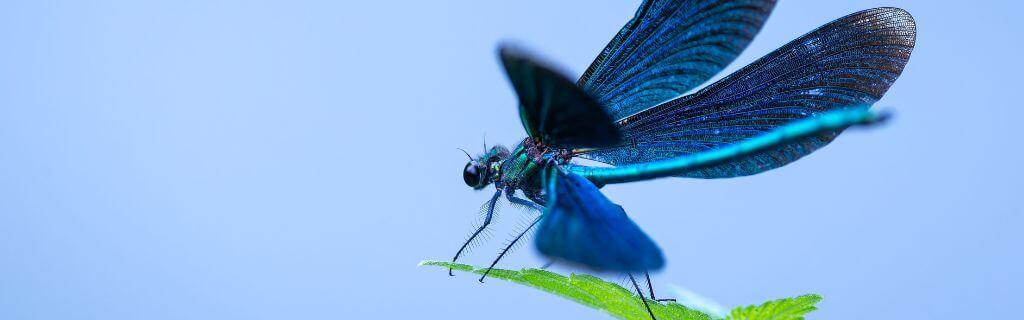 The Spiritual Meaning of a Blue Dragonfly: Discover the Hidden Symbolism