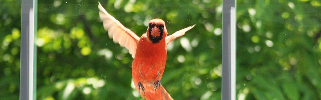 Spiritual Meaning Of Cardinal Tapping On Window