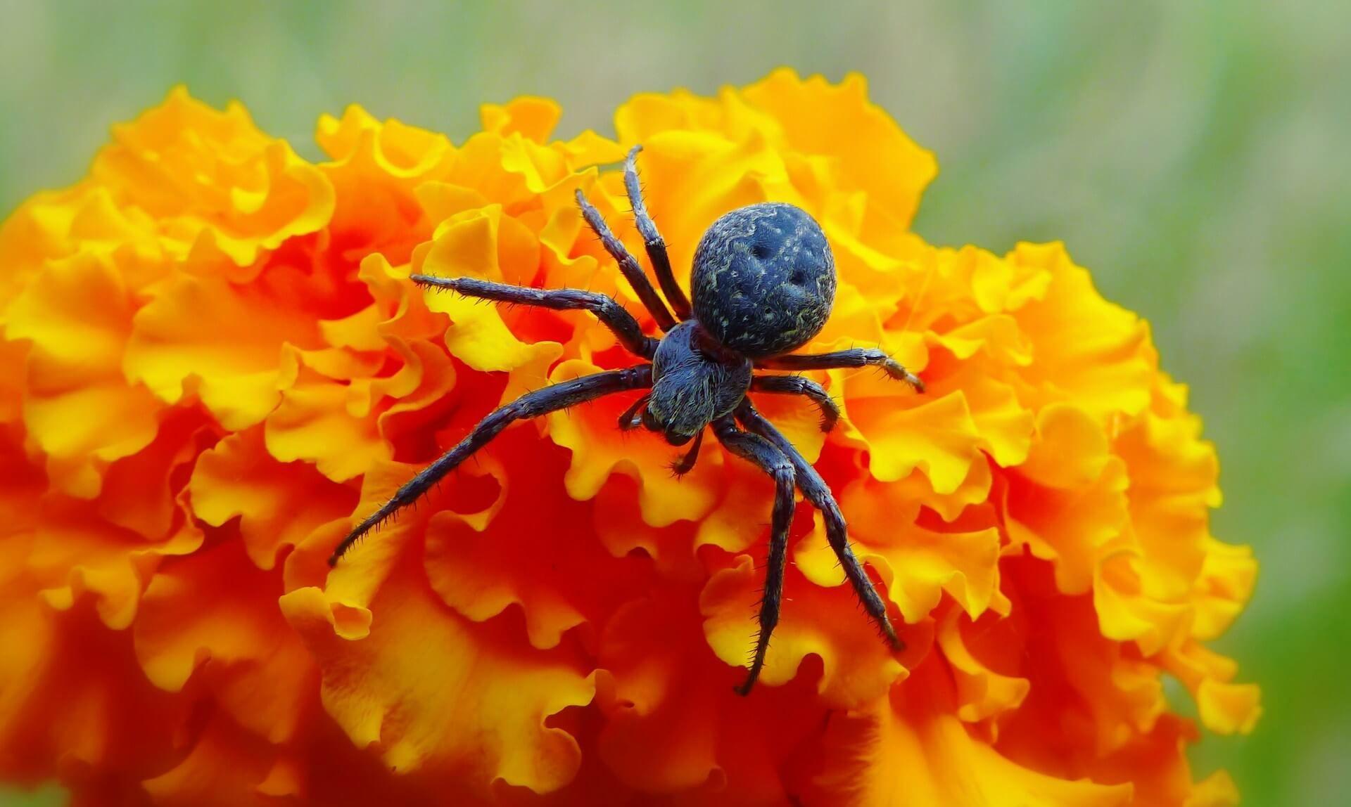 A black spider symbolizing mystery and spiritual shadow work Photo - A black spider symbolizing mystery and spiritual shadow work