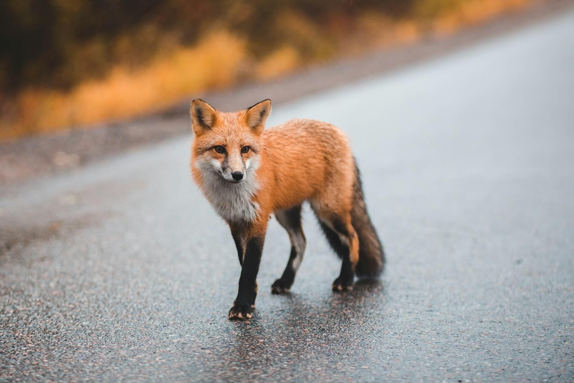 A fox seen during the day symbolizing rare spiritual insight and awareness Photo - A fox seen during the day symbolizing rare spiritual insight and awareness