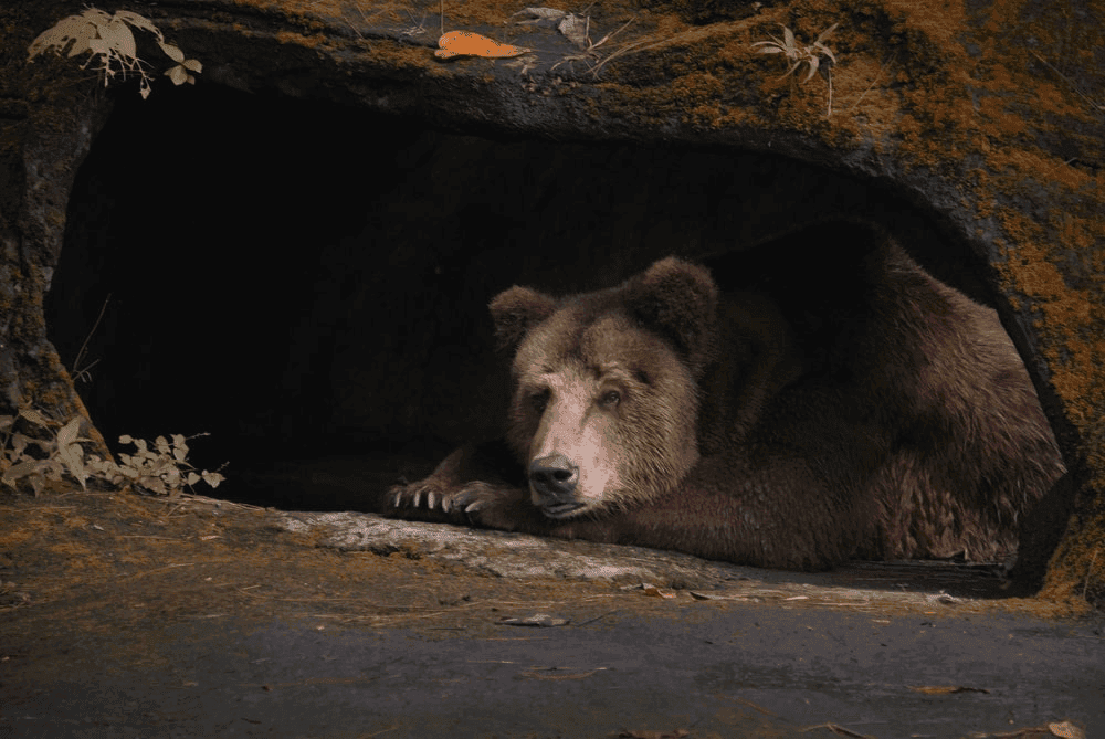 The Bear Dream Meaning: A Quiet Roar from the Other Side