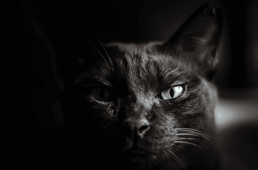 Is the Black Cat Dream Meaning Good Fortune?