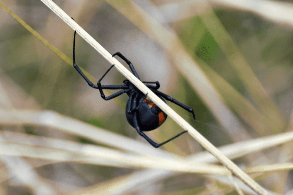 Black Widow Dream Meaning: Hidden Truths & Femininity