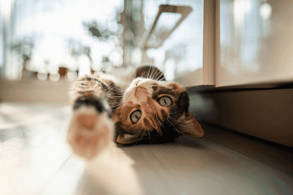 You Dream of Cats: What Is the Cat Dream Meaning?