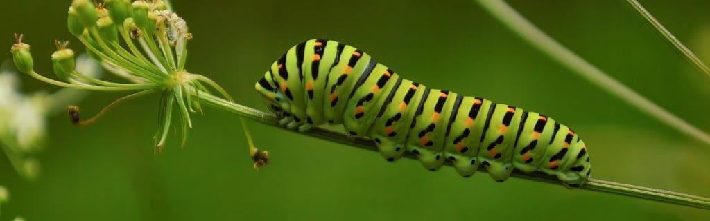 Caterpillar Spiritual Meaning: The Message of Transformation and Growth
