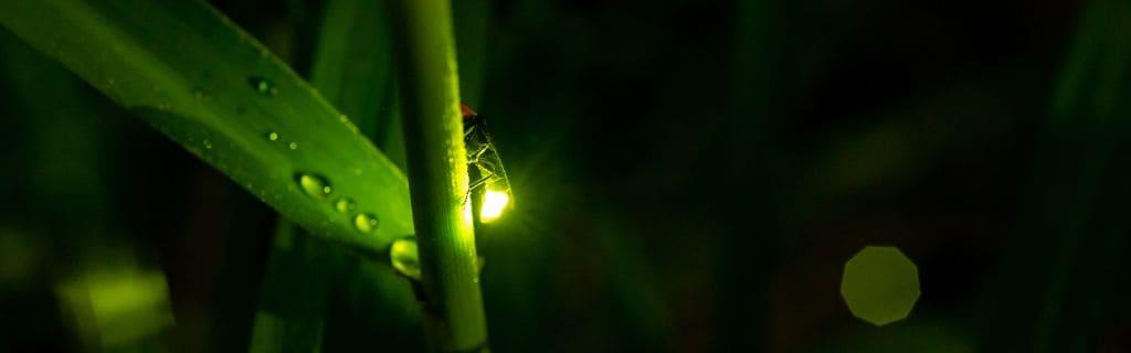 Firefly Spiritual Meaning: More than Just a Flicker of Light