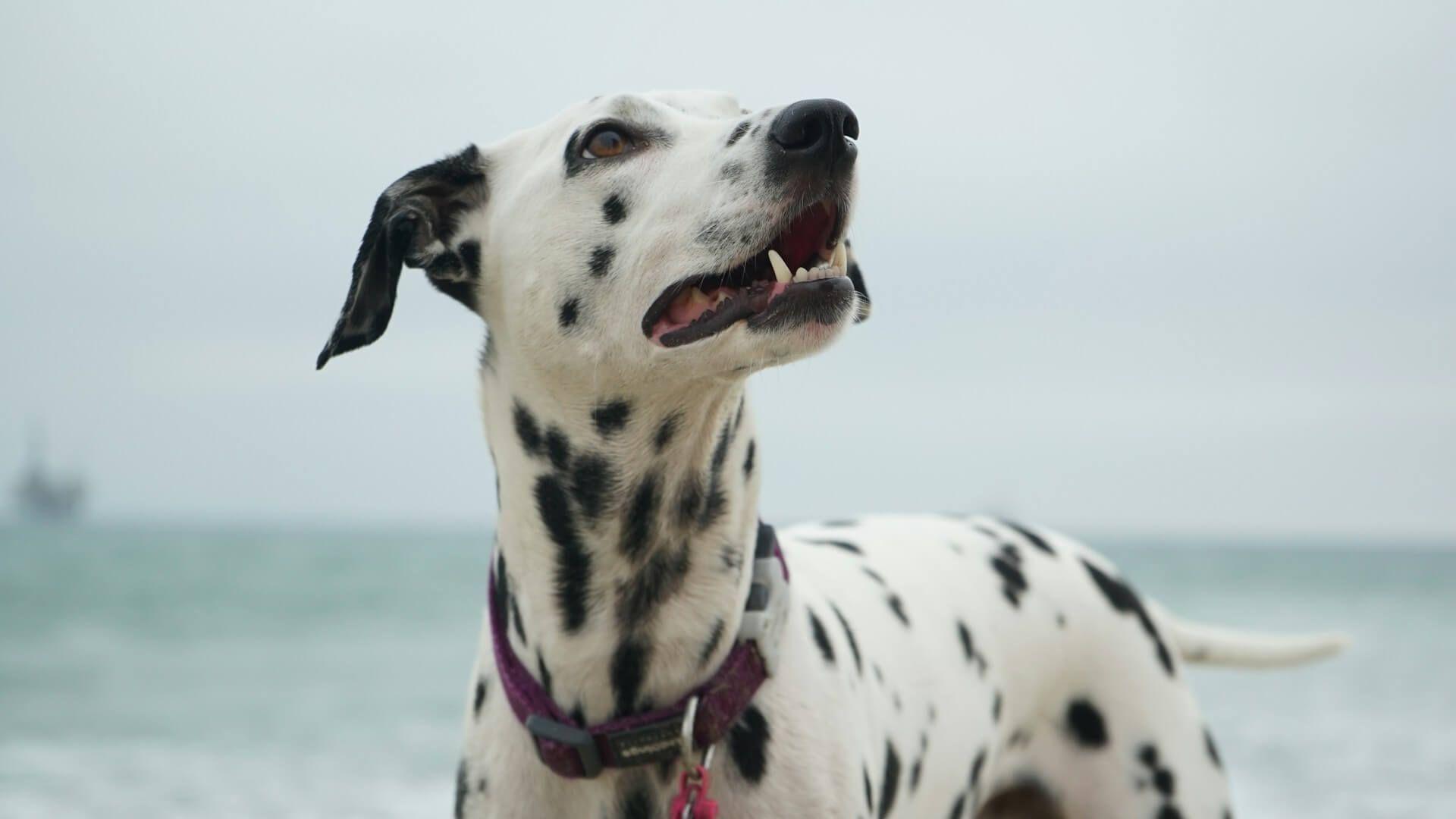 Honden die blaffen in de nacht als symbool van spirituele waakzaamheid en onzichtbare energie Photo - Honden die blaffen in de nacht als symbool van spirituele waakzaamheid en onzichtbare energie