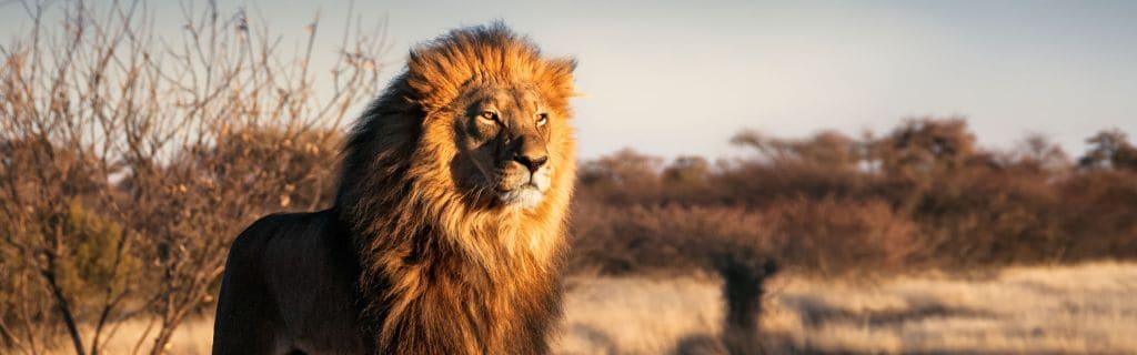 Lion Spiritual Meaning: Unveiling the Power Behind the King of the Jungle