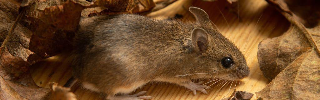 The Spiritual Meaning of Mouse: Discover the Symbolism and Significance of Seeing a Mouse
