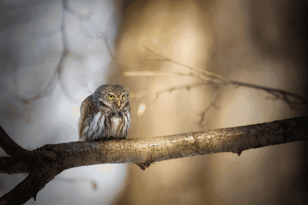 Owl in Dream Meaning: Late-Night Wisdom and the Pursuit of Clarity
