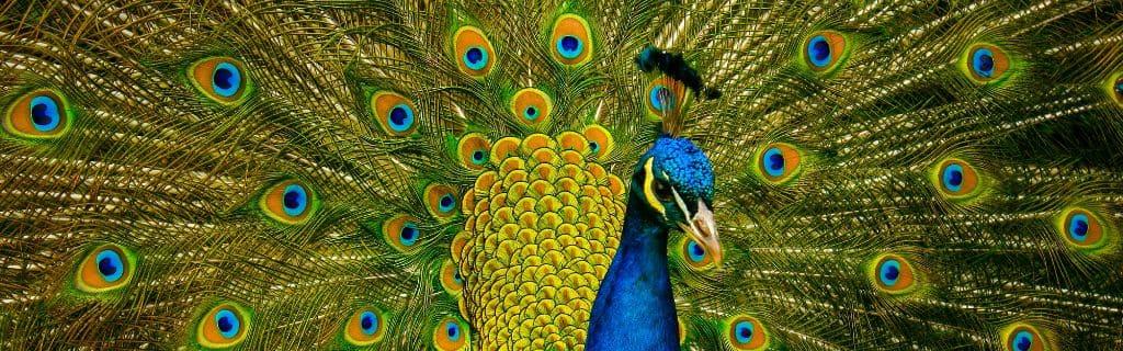 The Peacock: A Symbol of Beauty and Grace
