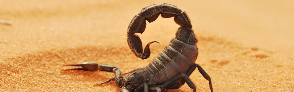 Scorpion Meaning Spiritual: Unveiling the Mystical Symbolism