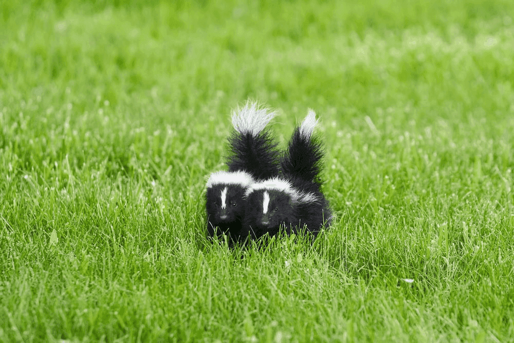 The Surprising Upside of a Skunk Dream Meaning