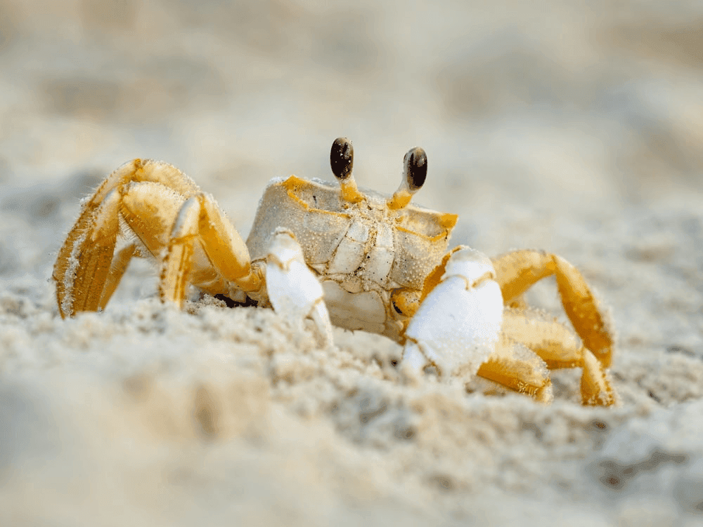 Do Crabby Dreams Mean You Need a Vacation? The Spiritual Meaning of a Crab in a Dream