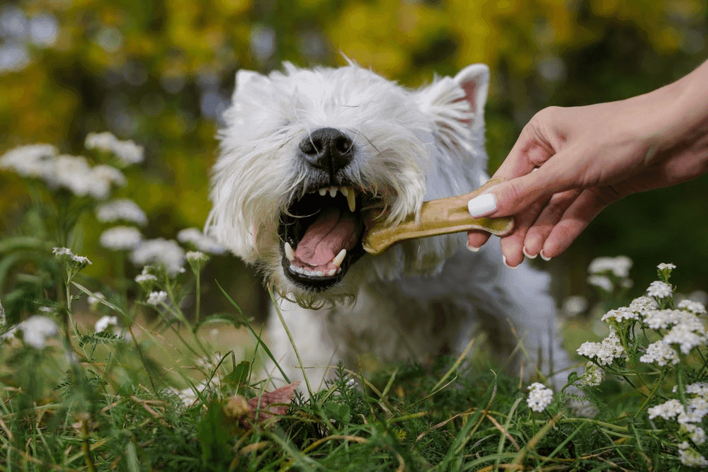 The Hidden Teeth of the Spiritual Meaning of Dog Bite In Dream