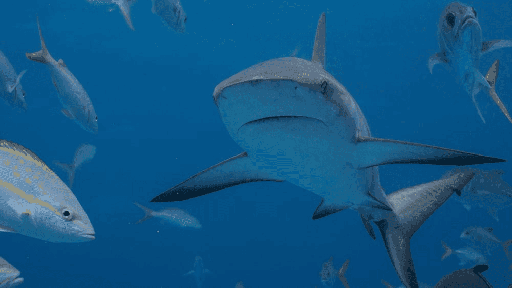 The Spirit of Depth: Spiritual Meaning of Shark In Dream