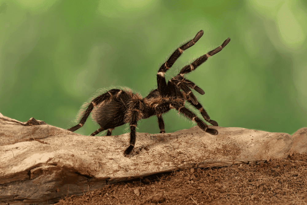 Tarantula Dream Meaning: Not As Dangerous As You May Think