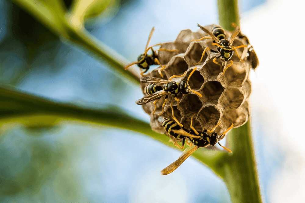 The Wasp Dream Meaning: A Journey Through the Hidden Garden