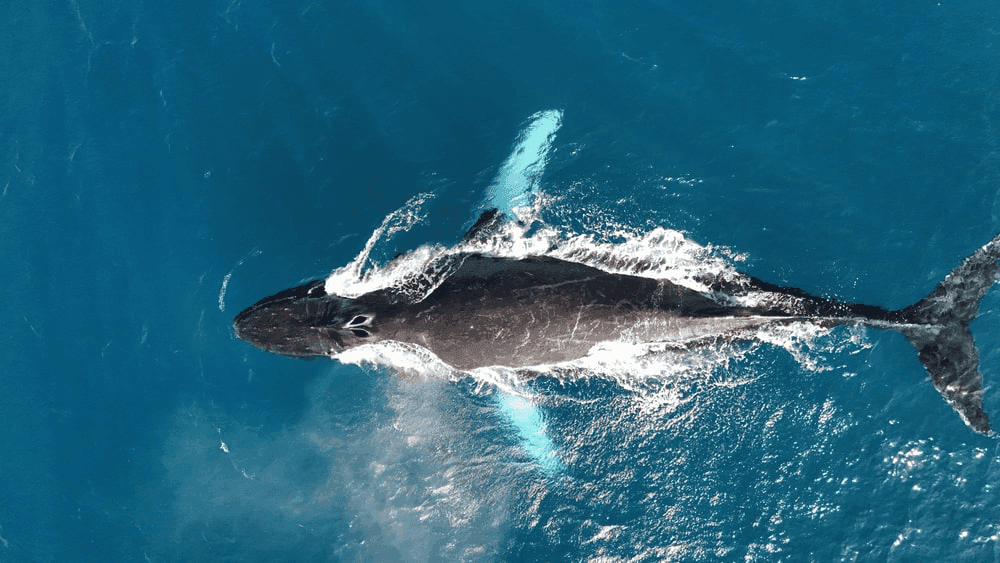 When the Whale Comes: Listening to the Whale Dream Meaning