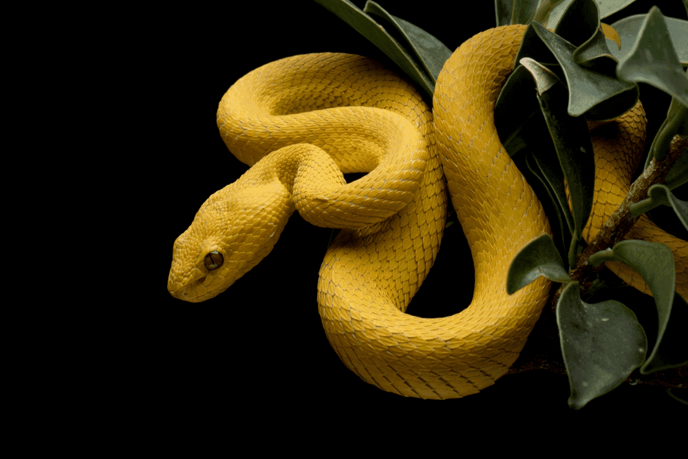 The Yellow Snake Dream Meaning: A Journey Through Your Sleeping Mind